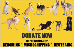 Click here to show your support for Dogs Trust